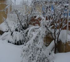Neige