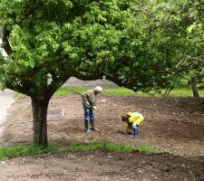 Ma fille prend possession du terrain et plante 60 pieds de pomme de terre.