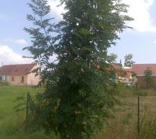 C'est quoi cet arbre?