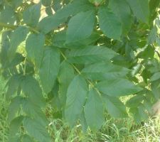 Voici les feuilles de plus près, aidez moi car l'ancien proprio n'a pas su me dire