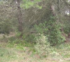 Débroussaillage terrain