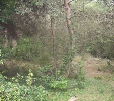 Débroussaillage terrain