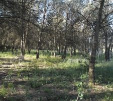 Après débroussaillage