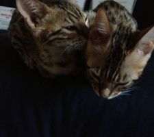 Nouveaux arrivants