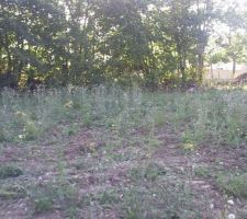 Terrain toujours aussi verdoyant