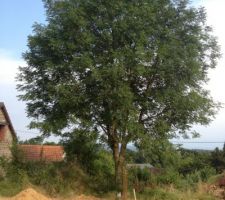 On coupe ou pas? Il est beau cet arbre mais qd même très proche de la maison... Et avec une piscine en dessous je sais pas trop...