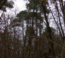 Terrain brut avant d&eacute;boisage ( restes de la temp&ecirc;te de 1999