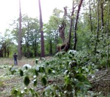 Terrain d&eacute;bois&eacute;, reste quelques pins &agrave; abattre (ils sont &agrave; l'emplacement de la construction