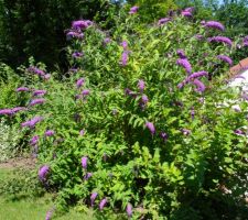 Buddleia.