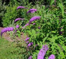 Buddleia.