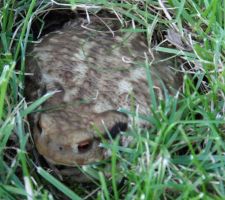 Un crapaud dans le jardin.