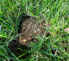 Un crapaud dans le jardin.