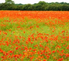 De l'autre côté de la route, un magnifique champs de coquelicots