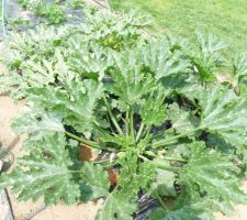 Les courgettes poussent à toute allure