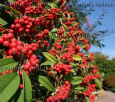 Cotoneaster lacteus