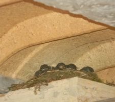 Des petits habitants ont élus domicile dans la maison