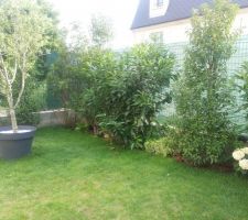 Haie de Lauriers et Photinia