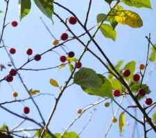 Le temps des cerises