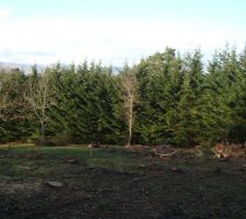 Terrain de 4100 m&sup2;, j'ai fait defricher le terrain, qui &eacute;tait arbor&eacute; de 17 arbres au centre, a la place de la future maison.