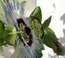 Fleur de ma passiflore bleue vue de côté