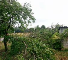 Prunier cass&eacute;