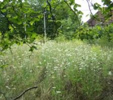 Photo du terrain : un débroussaillage s'impose !