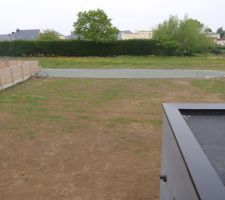 Premières pousses de pelouse