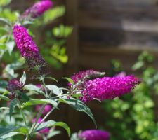 Buddleia