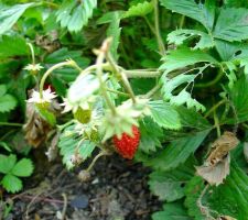 Fraises des bois