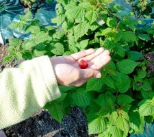 Les framboises