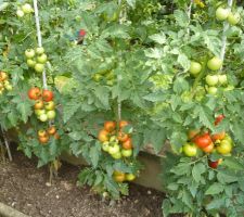 Pieds de tomates qui rougissent enfin