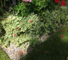 Plante grasse dans jardinière en fleurs