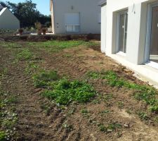 Mauvaises herbes
