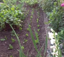 Plantation de 50 pieds de salade d'hiver