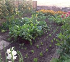 Vue du jardin en cette soirée d'août.