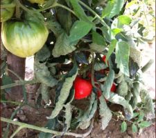 Les 1ère tomates du jardin