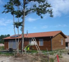 Le chataignier va &ecirc;tre abattu car il se situe en limite de propri&eacute;t&eacute;