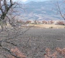 Des champs de lavandes tout autour