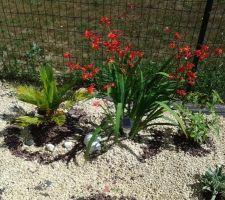 Le plant avec les fleurs rouges vient juste d'arriver, le palmier et lui on l'air de s' entendre....**