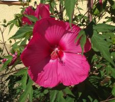 Fleurs d'hibiscus de 26cm de diamètre. Un régal pour les yeux