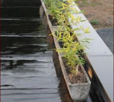 Début de notre haie de bambou sur notre toit terrasse