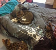 Nos trois chats. Ne faites pas attention au bazar de la chambre, à peine levés les trois ont voulu profiter du confort du lit