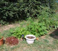 Petit potager, en 2 mois ça a bien poussé