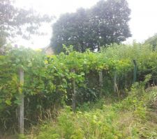 Cl&ocirc;ture arri&egrave;re apr&egrave;s taillage de la vigne
