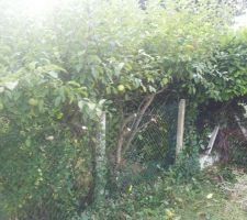 Cl&ocirc;ture arri&egrave;re apr&egrave;s taillage de la vigne et du pommier