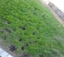 Visite de vaches cette nuit
