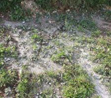 La rincage de la bétonnière balancé dans la gazon planté il y a une semaine...