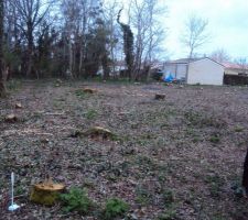 Le terrain ou plut&ocirc;t champ de souches ^^ qui depuis a d'ailleurs eu tellement de repousse d'acacias que &ccedil;a fait peur
