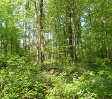 C'est "notre" for&ecirc;t !