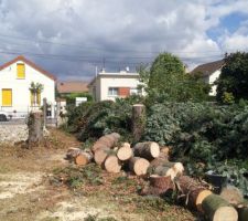 Abattage d'arbre-suite